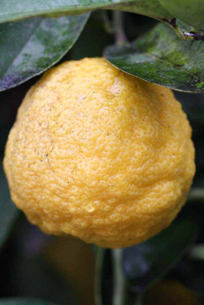            Fruit (Florida, Riverside, CA)   